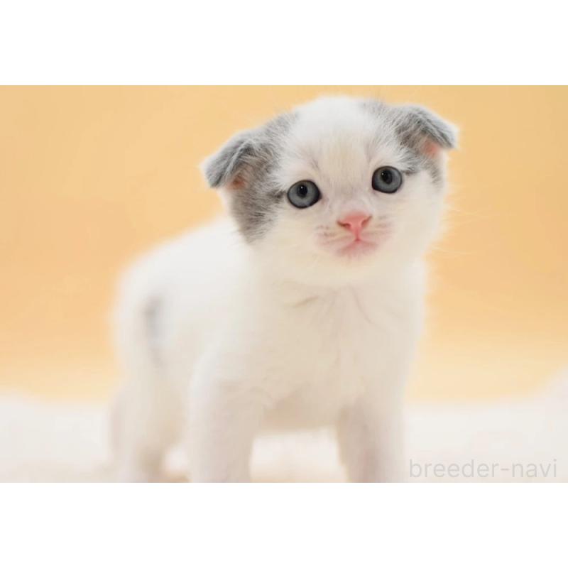 販売中の栃木県のスコティッシュフォールド(折れ耳)-127190の4枚目